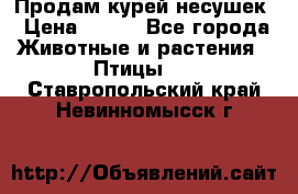 Продам курей несушек › Цена ­ 350 - Все города Животные и растения » Птицы   . Ставропольский край,Невинномысск г.